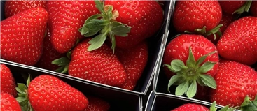 confezionamento fragole