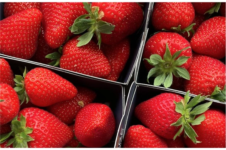 confezionamento fragole